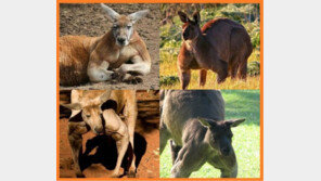 캥거루의 진실, 무시무시한 몸짱! “근육이 발달한 이유는?”