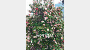 [부산/경남]400여년 망향의 恨 털고 활짝… ‘오색팔중’ 울산동백 환국 20주년 기념식 열려