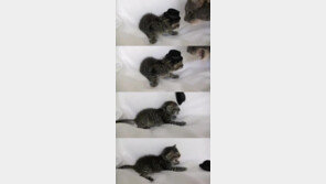 [영상] ‘실내에선 모자 벗으라고 했지?’, 엄격한 예절교육에 ‘폭소’