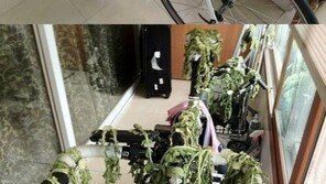 엄마 내 자전거 못 봤어?… “누굴 진짜 건조대로 보나”