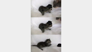 “실내에선 모자 벗으라고 했지” 고양이의 엄격한 예절교육