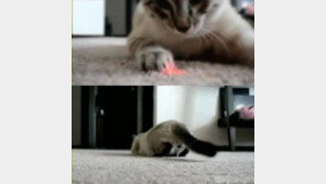 세상에서 제일 침착한 고양이, 알고보니 뒷모습 ‘반전’