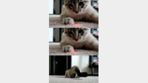 [영상] 세상에서 제일 침착한 고양이, “도도한게 내 스타일”