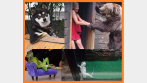 아가씨 시간 있나? 동물들의 치명적 유혹! “귀여워!”