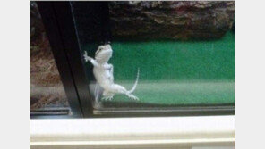 아가씨 시간 있나? 도마뱀 ‘날나리 포즈’에 폭소