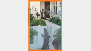 오빠 문 좀 열어봐요, “아니 어느 나라길래 악어가…”