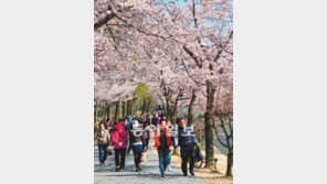 [대구/경북]주말 ‘벚꽃의 유혹’에 빠져 봅시다… 곳곳 벚꽃축제 개막
