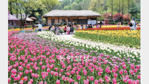 [인천/경기]6만 송이 튤립 활짝