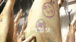 [오늘의 채널A]서울서 팔고있는 제주흑돼지 진짜일까