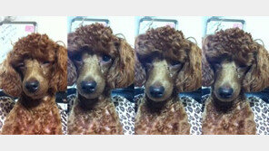 [영상] 너무 졸렸던 개 “안타까워 VS 귀여워”