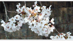 [O2/Life]봄의 여왕 벚나무, 고급가구의 목재로도 최상급 대우