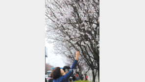 여의도에 살구꽃 활짝