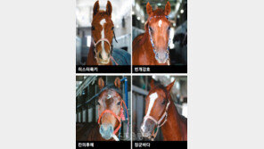 [일요 8경주 분석] 너도 나도 “우승!”…과천벌 대혈투