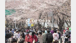 서울 벚꽃 절정은 언제?