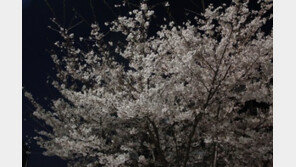 여의도 봄꽃축제 연장, 늦게 찾아온 봄기운에 맞춰… “다행이네”