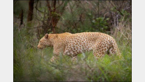 딸기무늬 표범 포착 “유전 질환 일종 희귀한 현상”