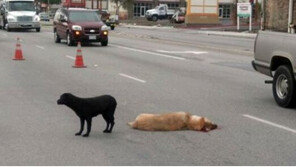 인간에게 ‘의리’가 무엇인지 가르친 견공(?)