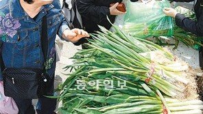 “양파-대파 시중가 반값에”