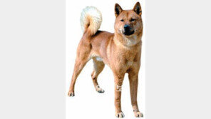 “진도개, 한국 순수혈통 확인”