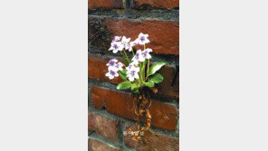 [포토 에세이]벽돌담에 핀 제비꽃