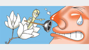 [헬스&뷰티/이상곤 박사의 맛있는 동의보감 이야기]<2>막힌 코 뻥 뚫어주는 특효약 ‘목련 꽃봉오리’