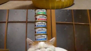 [영상] 부처냥 등장 “머리 위에 캔 올려도 참을성甲 고양이”