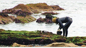 [부산/경남]“돌미역-파래 어디 숨었나”