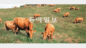[2012 대한민국 대표브랜드]청량한 목초·품질 좋은 사료 ‘명품 한우’로 자리매김