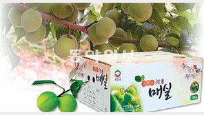 [2012 대한민국 대표브랜드]청학동 자락 친환경 매실 맛도 최고 영양도 최고