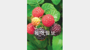 [2012 대한민국 대표브랜드]엄격한 품질관리로 최고의 복분자 브랜드로 성장