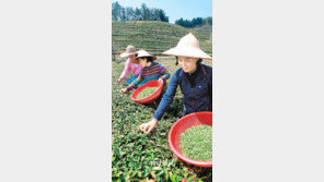 [광주/전남]보성 ‘우전차’ 수확