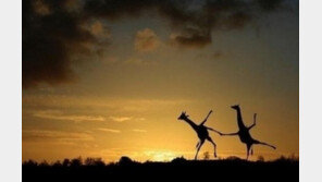 [영상] 기린의 난투극 “왼쪽기린 목 돌아갔나?”