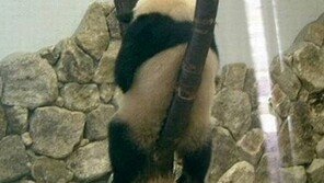 [영상] 삐친 판다 “등 돌리고 축 처진 어깨” 앙증