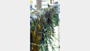 [부산/경남]봄볕 한가득… 미역 말리기 좋은 날