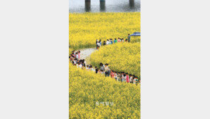 [광주/전남]유채꽃 활짝… 톡 쏘는 홍어는 덤