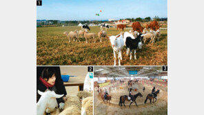 1960년대 한국축산 인큐베이터 ‘한독낙농시범목장’ 체험목장 변신