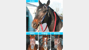 아버지의 이름으로…마니피크, V 달린다