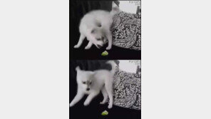 [영상] 라임 맛본 개 “깜짝 놀라 발광”