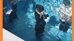 물이 없는 수영장, 비결 살펴보니… “물이 아예 없는 건 아니네”