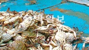 [인천/경기]꽃게가 풍년이구나