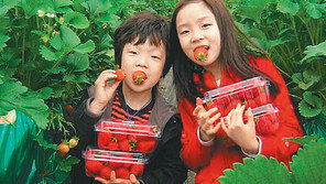 [대전/충남]“그린딸기 살살 녹아요”