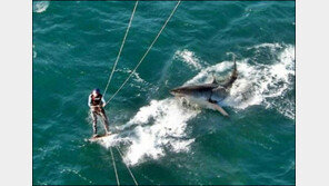 강아지 같은 상어 “1초후 이 남자의 운명은?”