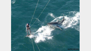 강아지 같은 상어 “악마에쿠스와 반대 상황?”