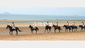 [광주/전남]馬산업이 뛴다… 전남 올해 33억 투입