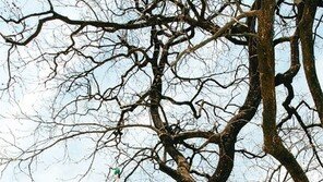 [부산/경남]“가지 쭉 펴고 자라라”