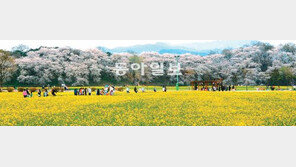 [대구/경북]위로 벚꽃, 아래로 유채꽃… 수채화를 닮았네