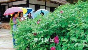 [광주/전남]모란이 피기까지는…