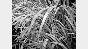 서양화가 박명숙 씨 ‘속삭이다’전