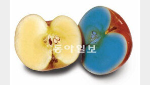 [신문과 놀자!]파란 반쪽도 똑같은 사과입니다