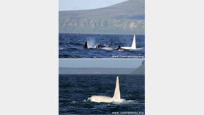 유령 킬러 고래 최초 발견, “이게 고래라고? 진짜 고뤠?”